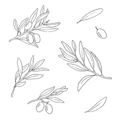 Olive branches set. The elements are isolated on white background. Vector hand drawn illustration.