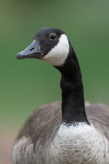 Adult Canada goose closeup portrait against clean green background
