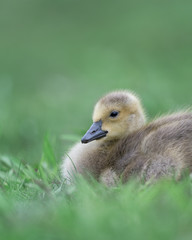Newborn baby Canada goose gosling sitting on green grass