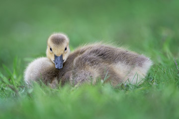 Newborn baby Canada goose gosling full body portrait sitting on green grass