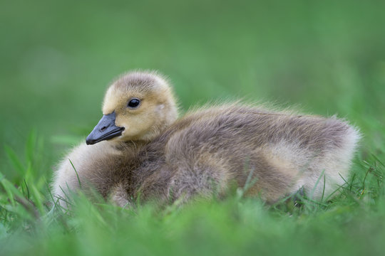 Newborn baby Canada goose gosling full body portrait sitting on green grass