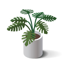 Vector isometric potted indoor, office and house plant. 3d flower pot.