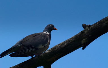 Pigeon sitting on the branch.