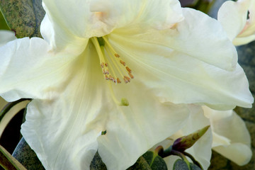 Fototapeta na wymiar Sunspray Rhododendron Stamen 03