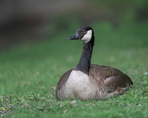 Adult Canada goose  sitting on green grass full body portrait