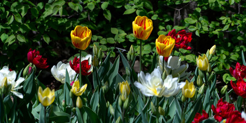 Beautiful tulips on a spring day