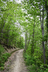 Fototapeta premium Ścieżka w lesie bujnych drzew na Wzgórzach Euganejskich, w pobliżu Este, Padwa, Włochy.