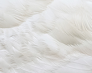 Obraz premium Mute swan feathers close up details form abstract background