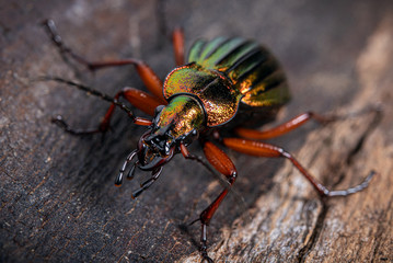 Käfer Macro 01