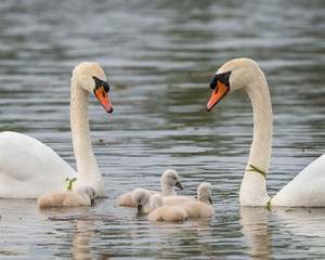 Newborn baby cygnets with mother (pen) and father (cob) mute swans on Lake Katherine in Palos Heights, Illinois