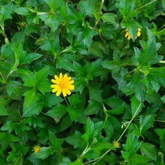 Grass flower 