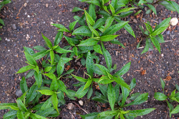 Aster hybr. (VUKOZ), outdoor plants 2020