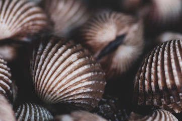Sea brown edible mussels