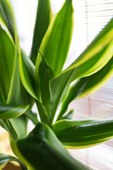 Green rich color of Dracaena fragrans plant close up.