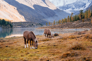 The horses grazing in the valley of river Akem on backgroind of Mountain Belukha. Altai Mountains, Russia.