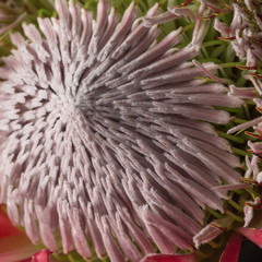 Naklejka na ściany i meble Protea flower details fluffy stamens close up.