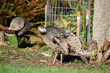 Wild Turkey Preening 01