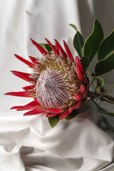 Giant red Protea caffra on white cloth background.