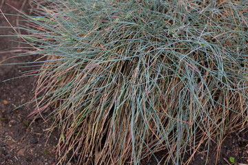 Festuca glauca (Intense Blue), outdoor plants 2020