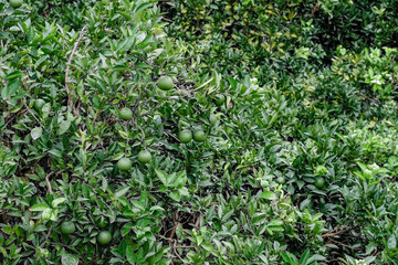 green tangerines on a tree