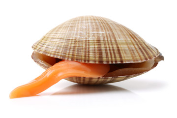 Fototapeta premium Clams on white background