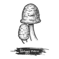 Isolated shaggy mane mushroom or lawyer s wig © Elegant Solution