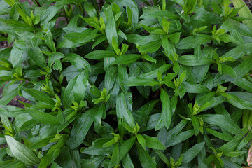 Aster pyrenaeus (Lutetia), outdoor plants 2020