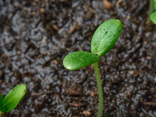 ground sprout raindrops closeup