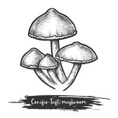 Fungus sketch or illustration design of mushroom