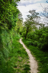 Fototapeta na wymiar Footpath in the forest of lush trees on the Euganean Hills, near Este, Padova, Italy.