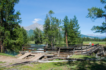 wooden bridge in the forest