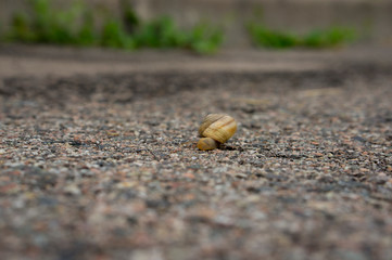 A snail crawls on an asphalt road. A snail creeps along the road.