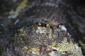Very old hollowed out tree that still hasn't died photographed in spring