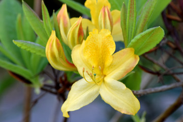 Yellow Azalea Blossom 01