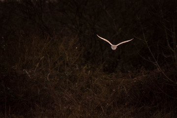Barn Owl in flight
