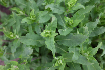 Salvia nemorosa (Amethyst), outdoor plants 2020