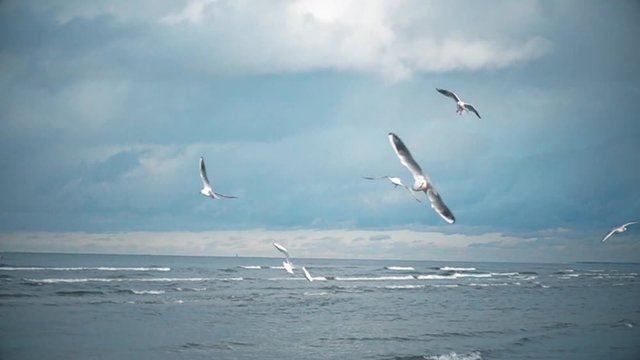 seagulls fly in the sky, slow motion