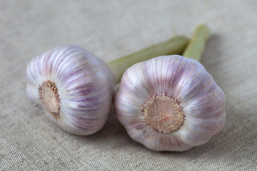 Young garlic on a table close-up. Natural antiseptic