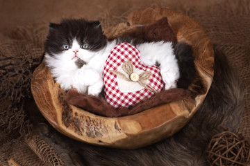 BLH Britisch Langhaar Kitten Katzenkind ganz verträumt mit Herz in Holzschale - Shabby