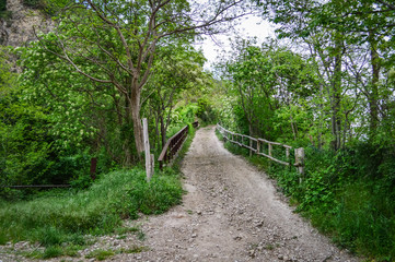 Bridge in the lush vegetation of the woods at the Euganean Hills near Este, Padua, Italy.