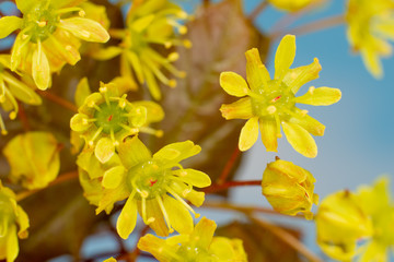 Acer platanoides flowers, Norway maple flowers, Flowering maple, Blühender Ahorn, gelbe Spitzahorn Blüten	