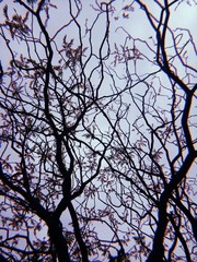 Tree branches against blue sky in autumn
