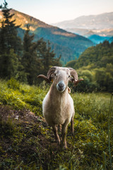 Naklejka premium Gaze of a horned goat on the climb to Monte Adarra in Urnieta, near San Sebastian. Gipuzkoa, Basque Country. Vertical photo