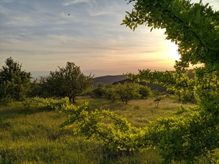 sunset over the field