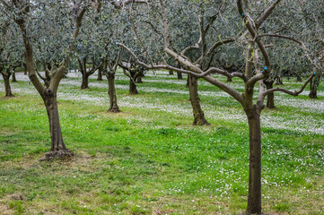 Olive grove at spring in the the Euganean Hills, near Este, Padova, Italy.