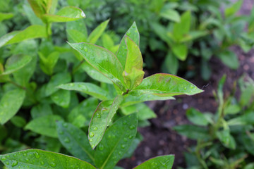 Fototapeta na wymiar Phlox paniculata (Butonik), outdoor plants 2020