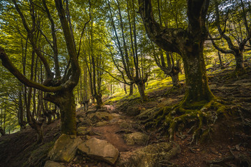 Fototapeta premium Path up to Monte Adarra in Urnieta, near San Sebastian. Gipuzkoa, Basque Country