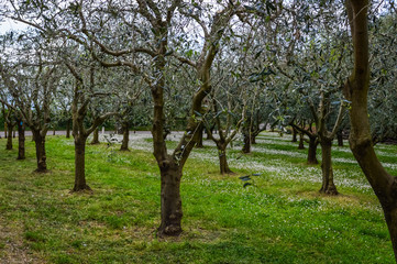 Fototapeta na wymiar Olive grove at spring in the the Euganean Hills, near Este, Padova, Italy.