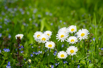 White daisies flowering in green spring meadow. Natural background.