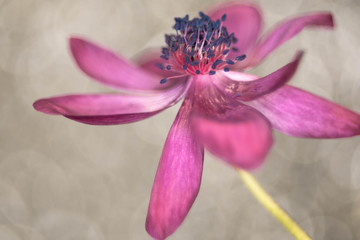 Fototapeta premium close up of anemone flower 